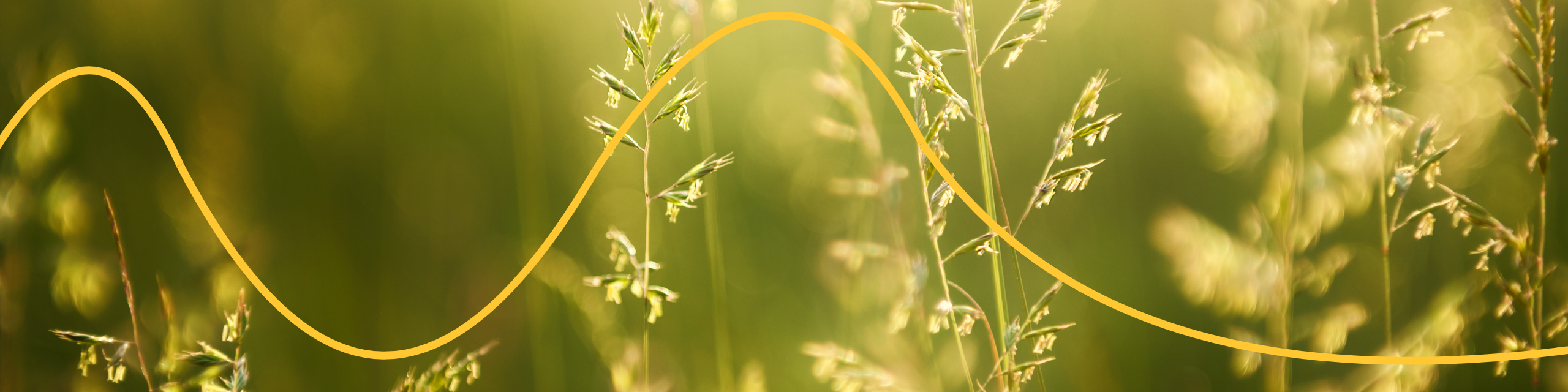 grass with yellow wave line